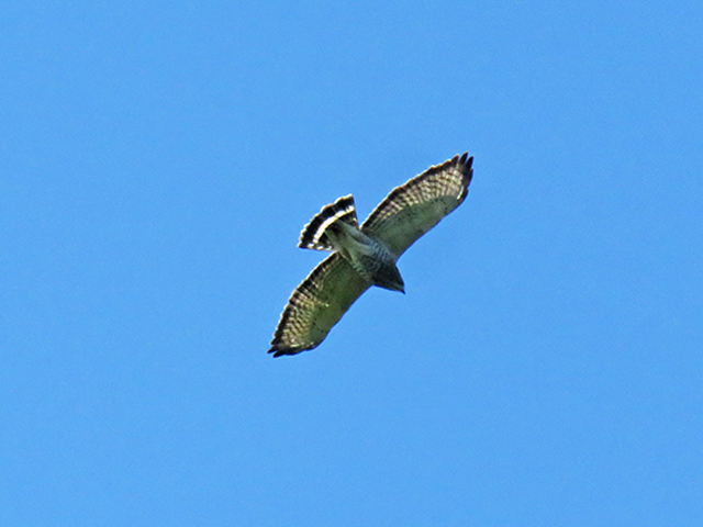 Broad-winged Hawk Photo by Ventures Birding